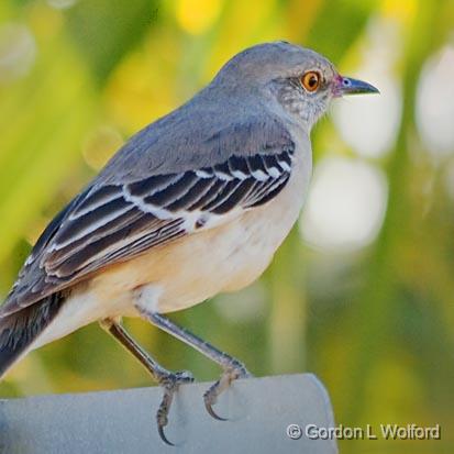 Mockingbird On A Sign_30791.jpg - Photographed along the Gulf coast near Port Lavaca, Texas, USA.